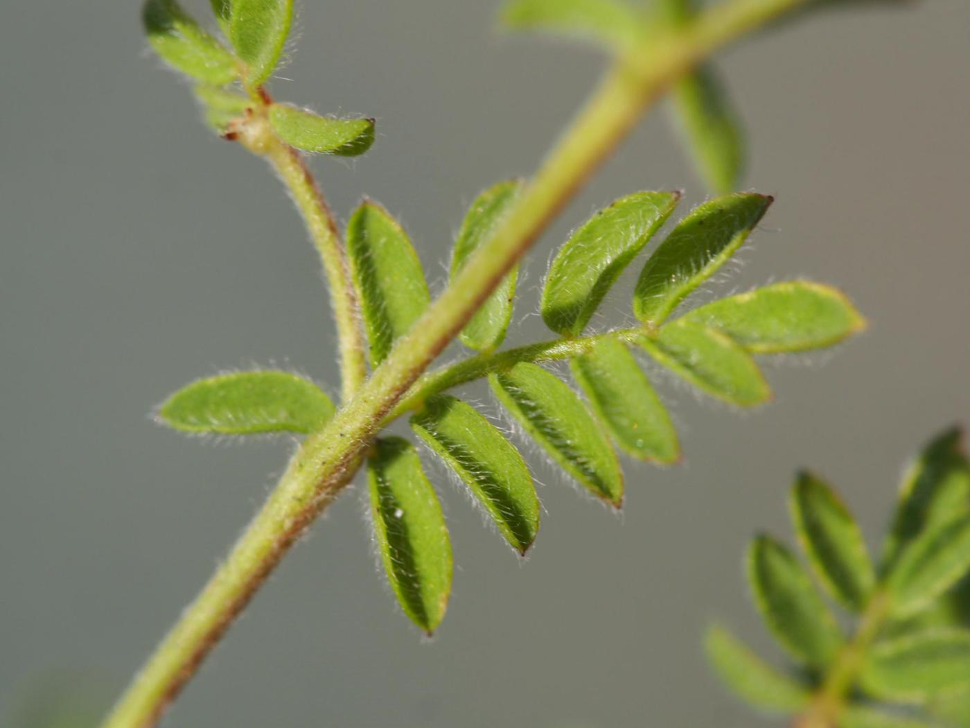 Bird's-foot leaf